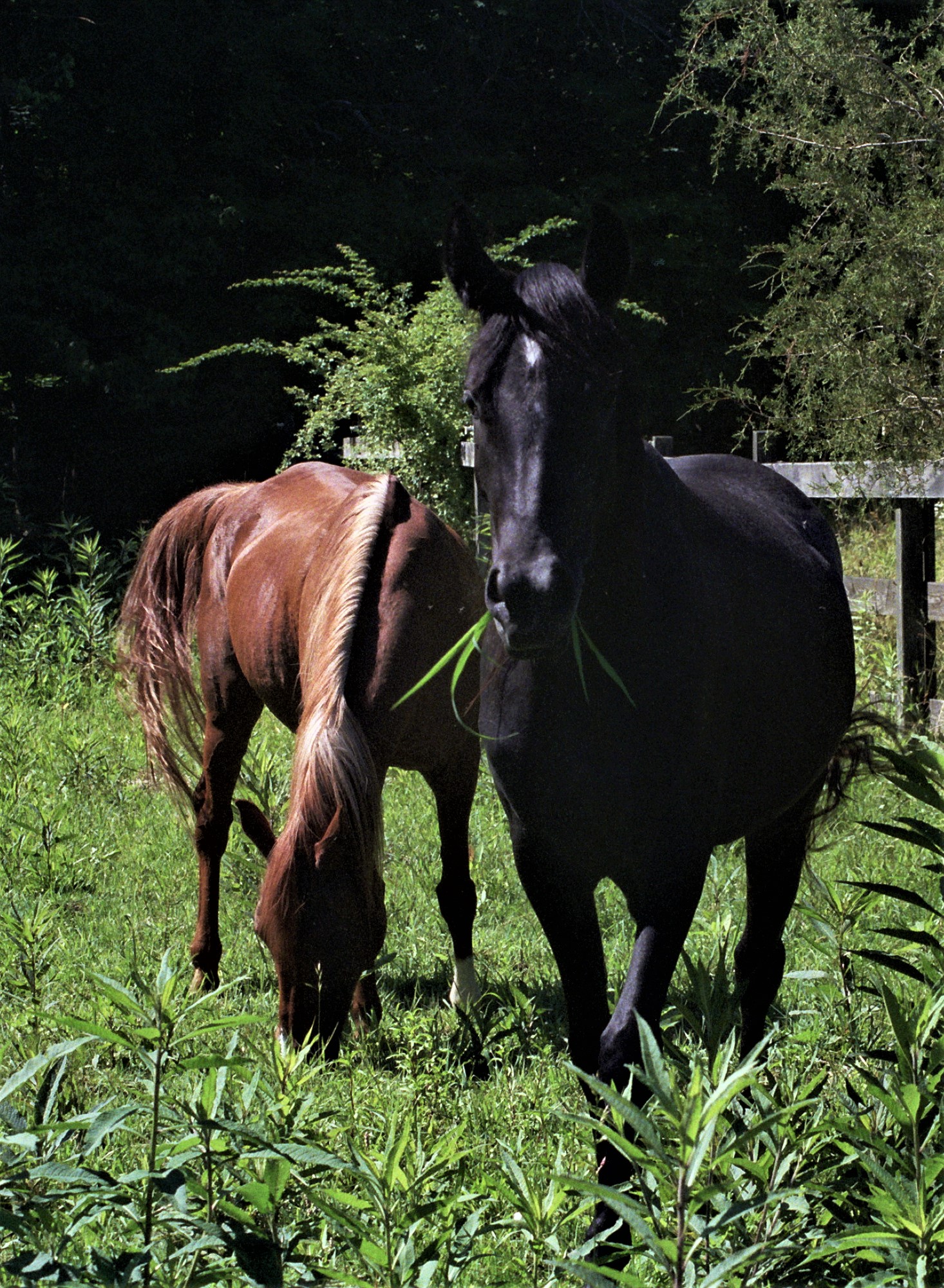 Horses in the sunshine.